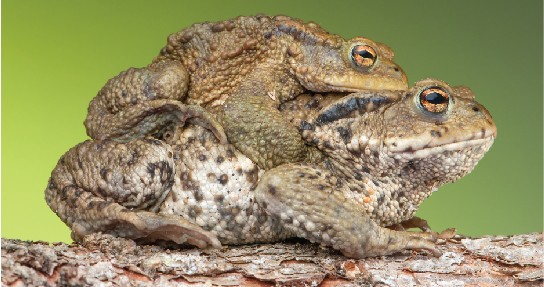 Picture of toads engaged in sexual reproduction.