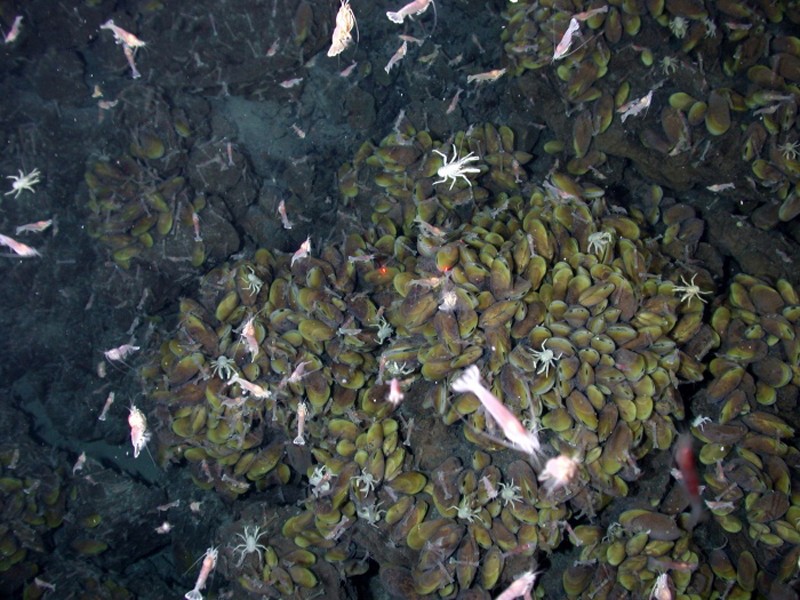 Picture of shrimp, lobsters, and mussels at a hydrothermal vent.