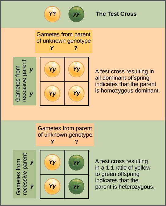 Punnett Square of a test cross between a green pea plant (homozygous recessive) and a yellow pea plant with an unknown genotype, either homozygous dominant or heterozygous.