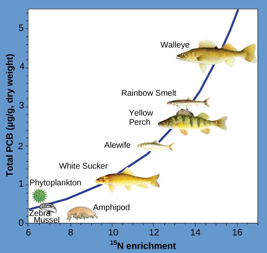 Graph of increasing PCB bioaccumulation in a food chain in Lake Huron.