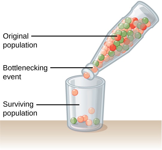 Sketch of a bottle with different colored marbles signifying the "original population" with only a few of the colors coming through the bottleneck into the cup as members of the "surviving population."