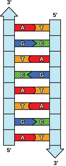 Sketch of complementary strands of DNA.