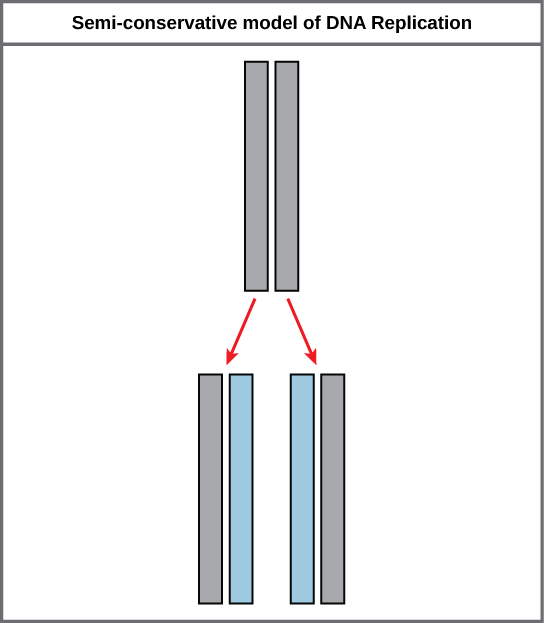 Simple sketch of the semi-conservative model of DNA Replication, showing the initial strand providing one half of the backbone to each of the respective daughter strands, conserving the information from the initial strand in the daughter strands.