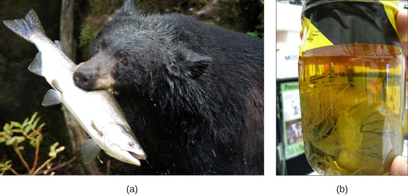 Pictures of a black bear eating a fish and a preserved heartworm parasite.