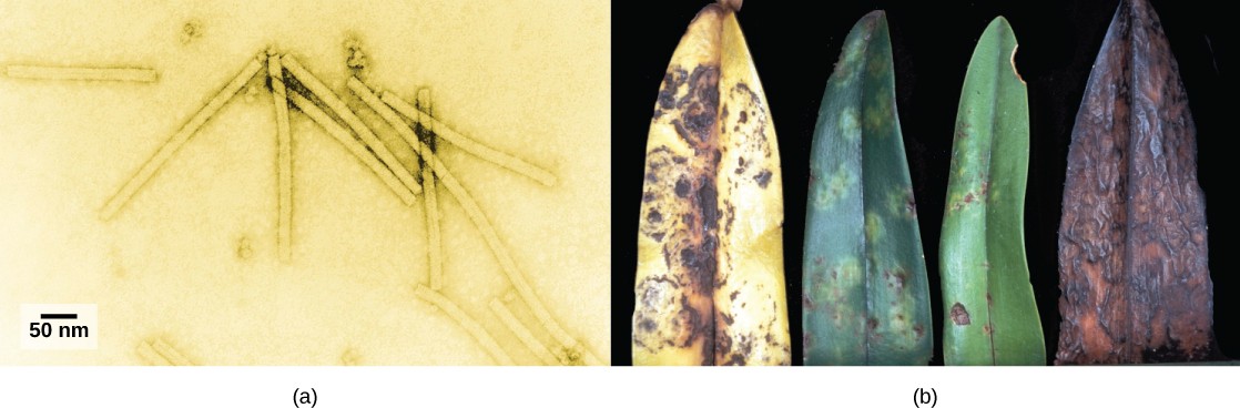 Microscope image of the tobacco mosaic virus and picture of the leaves of an infected plant at different stages.