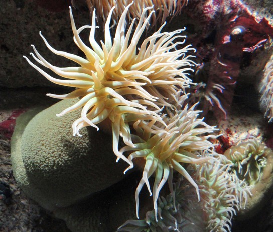 Image of a sea anemone split into two anemones through fission.