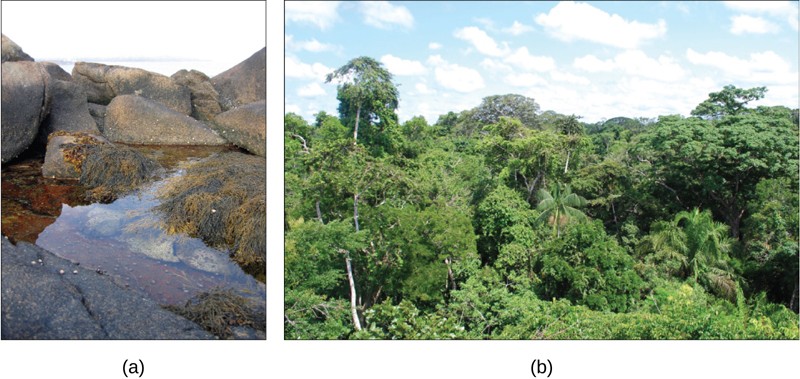 Pictures of a tide pool and the amazon rainforest.