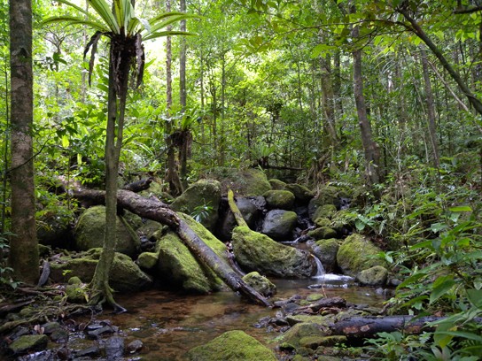 Image of a forest in Madagascar