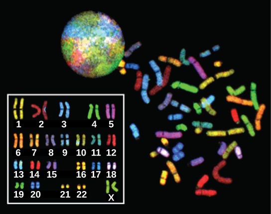 Image of the 23 pairs of homologous chromosomes in a human somatic cell.