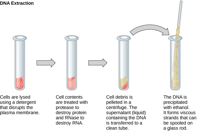 Diagram of the steps of DNA extraction including: cell lysis, destruction of protein and RNA in the cells, cell debris is pelleted in a centrifuge and the supernatant (liquid on top) is transferred to a clean tube, DNA is precipitated with ethanol and collected using a glass stirring rod.