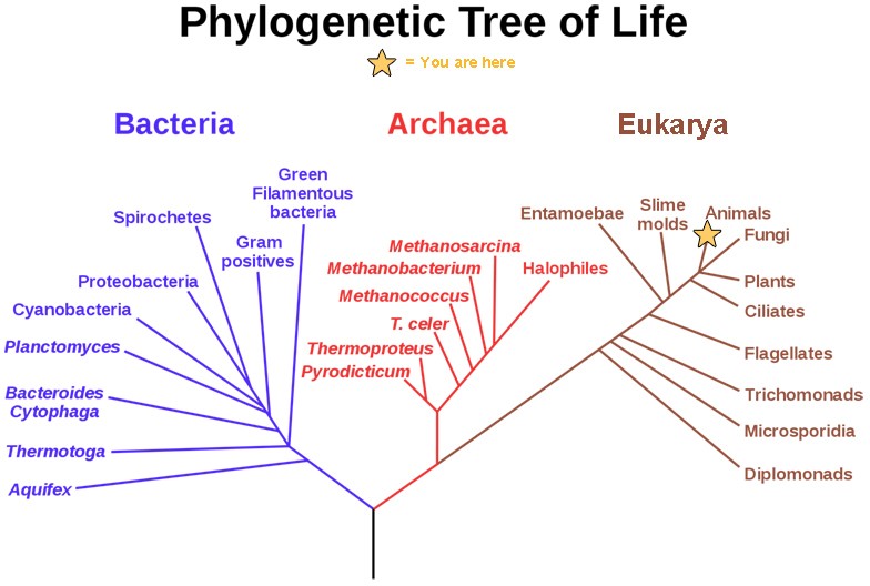 Diagram of the phylogenetic tree of life.