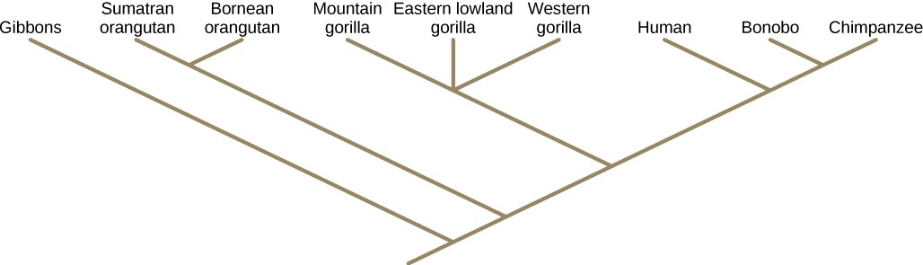 Phylogenetic tree for apes.