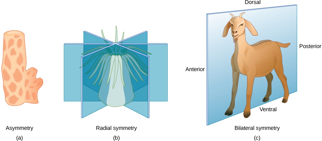 Sketches of the three different types of symmetry described in the caption.