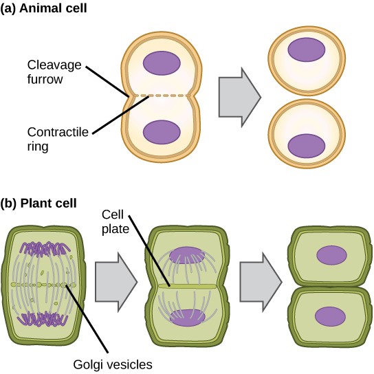 Sketches of cytokinesis in animal vs. plant cell