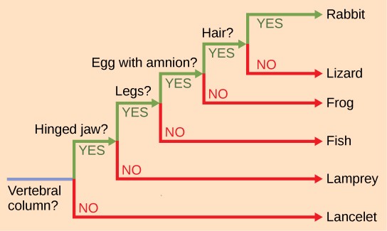 Phylogenetic tree showing the most basic (basal) chordate species the lancelet through the most evolved species, rabbit.