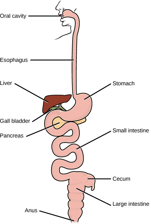 Diagram of the human digestive system including the: oral cavity, esophagus, stomach, liver, gall bladder, pancreas, small intestine, cecum, large intestine, and anus.