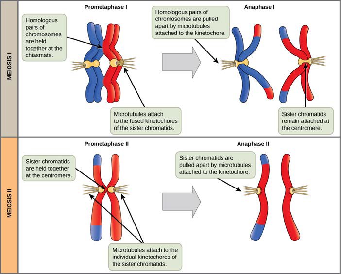 Meiosis I vs. Meiosis II separation of homologous and sister chromatids, respectively.