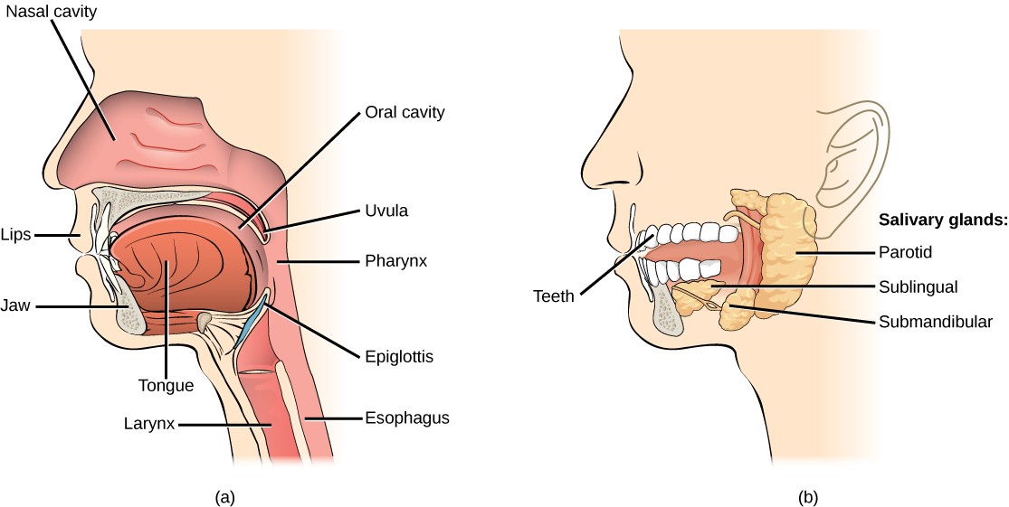 Diagrams of the mouth highlighting the parts used in mechanically digesting food (a) and chemically digesting food (b).