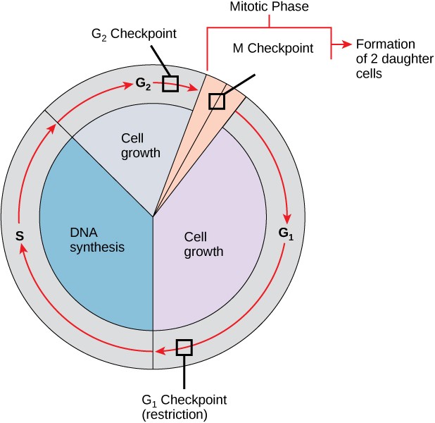 Diagram of the different checkpoints in the cell cycle.