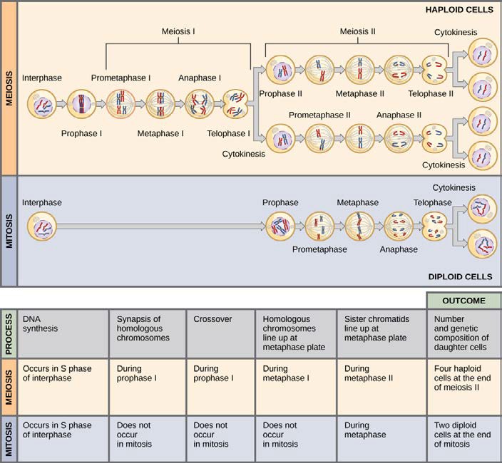 Table comparing meiosis and mitosis.