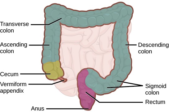 Diagram of the parts of the large intestine including the cecum, vermiform appendix, ascending colon, transverse colon, descending colon, sigmoid colon, rectum, and anus.