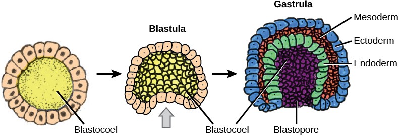 Diagram of gastrulation.