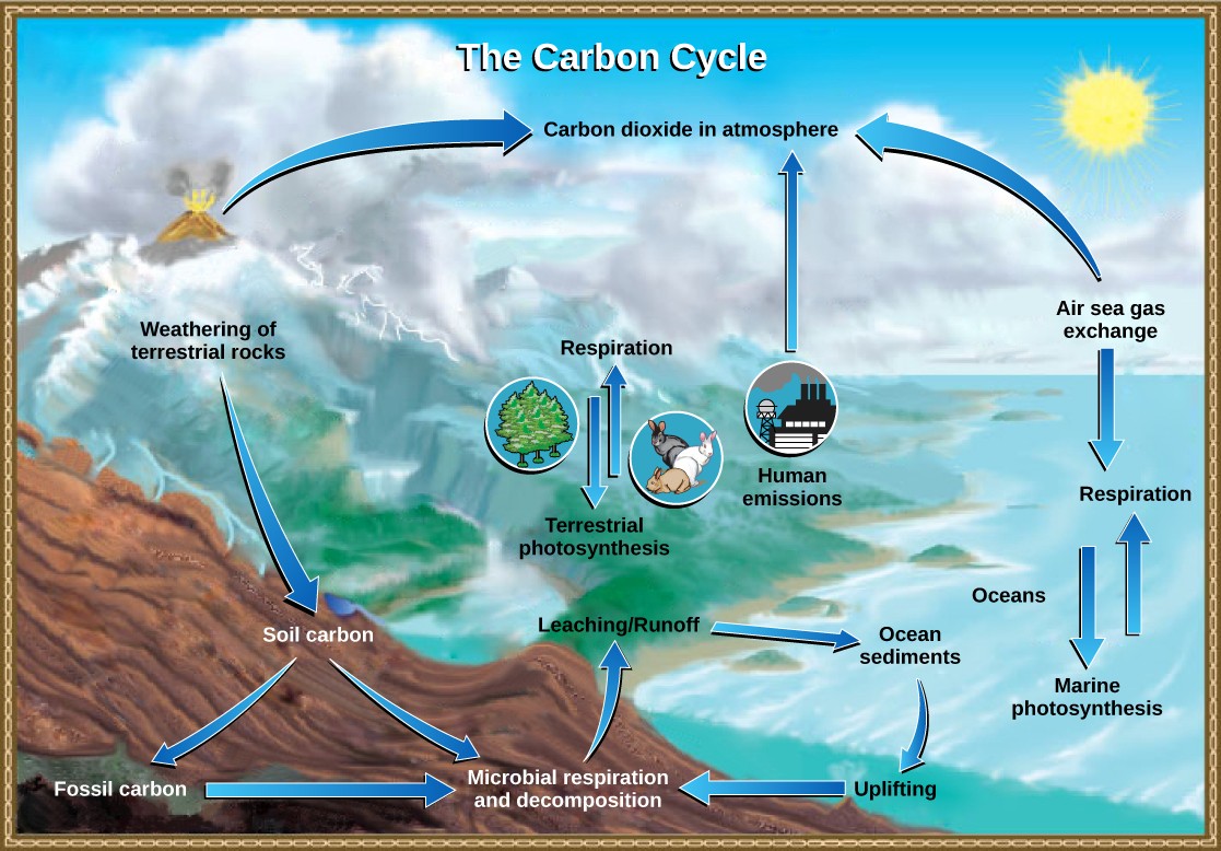 Diagram of the carbon cycle described in the caption.