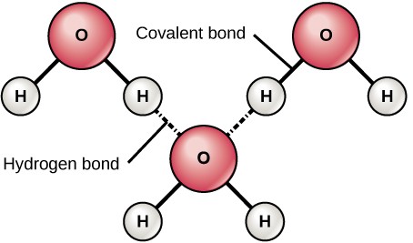 Diagram showing hydrogen bonds formed between adjacent water molecules.