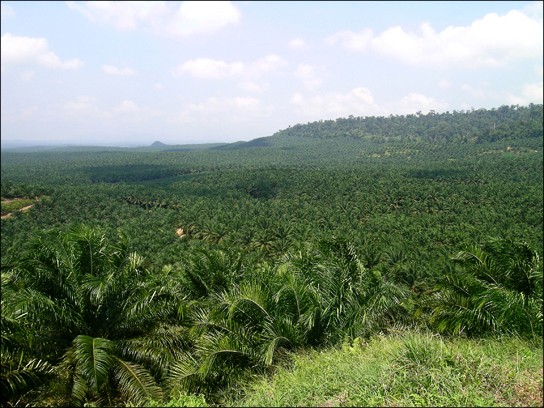 Picture of an oil palm plantation