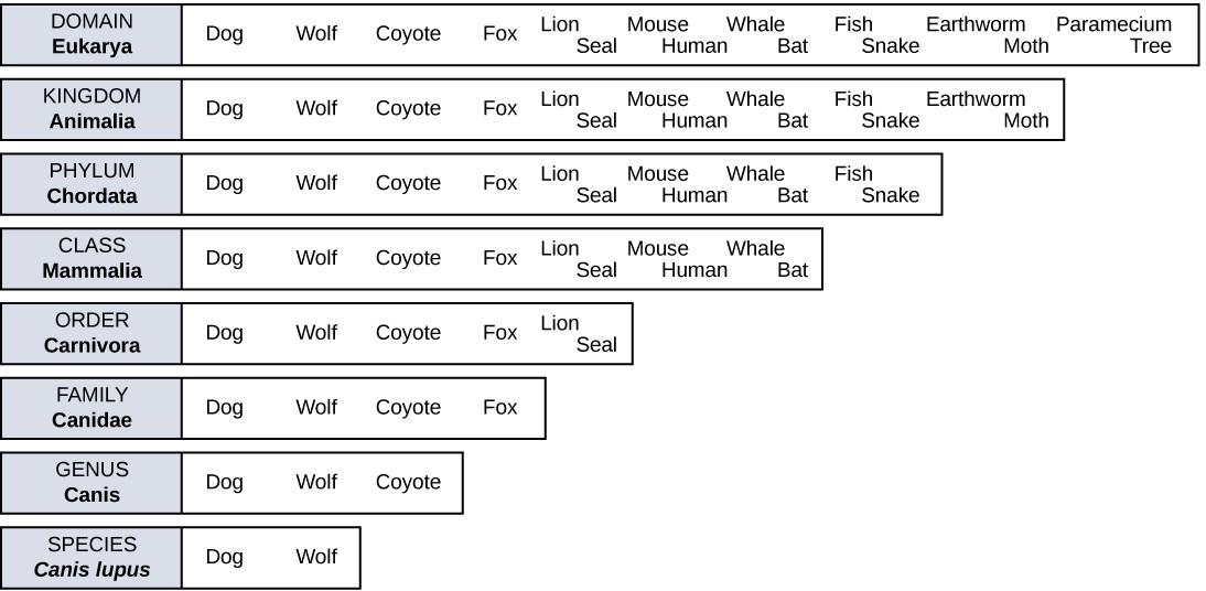 A chart shows the eight levels of taxonomic hierarchy for the dog, Canis lupus.