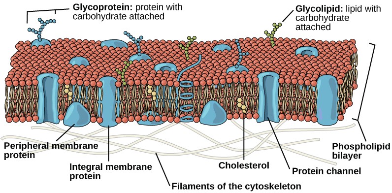 the plasma membrane is composed of a phospholipid bilayer. in the bilayer, the two long hydrophobic tails of phospholipids face toward the center, and the hydrophilic head group faces the exterior. Integral membrane proteins and protein channels span the entire bilayer. Protein channels have a pore in the middle. Peripheral membrane proteins sit on the surface of the phospholipids and are associated with the head groups. On the exterior side of the membrane, carbohydrates are attached to certain proteins and lipids. Filaments of the cytoskeleton line the interior of the membrane.