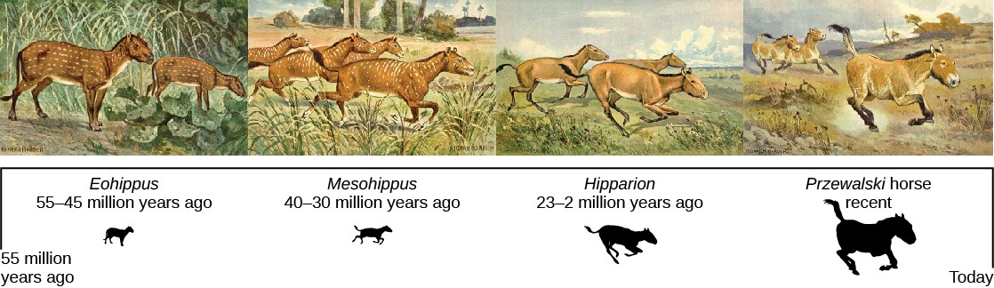 Illustration of the horse ancestors Eohippus, Mesohippus, Hipparion, and the Przewalski horse.