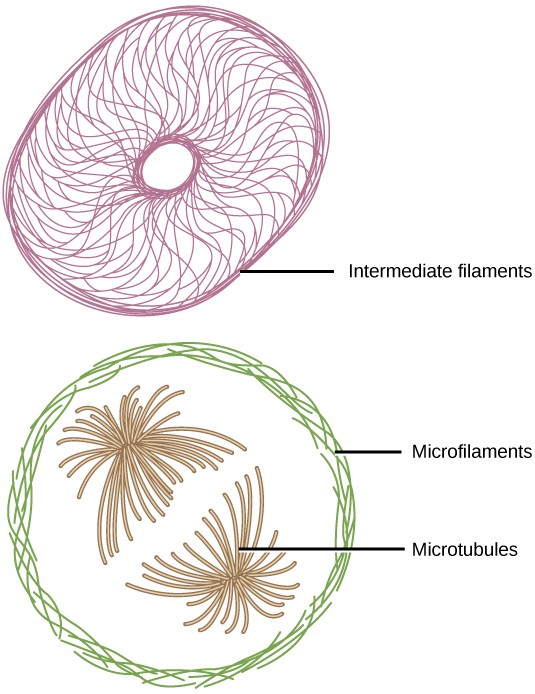 Microfilaments line the inside of the plasma membrane, whereas microfilaments radiate out from the center of the cell. Intermediate filaments form a network throughout the cell that holds organelles in place.