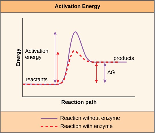 Graph of energy vs. reaction path showing how enzymes lower activation energy to make the reaction occur faster without changing the free energy of the reaction.