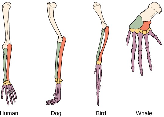Sketch of a human arm, dog leg, bird wing, and whale flipper to show the similar bone structures of each.