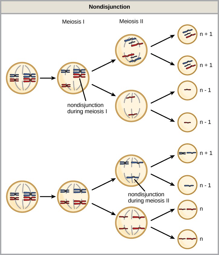 Diagram of nondisjunction in Meiosis.