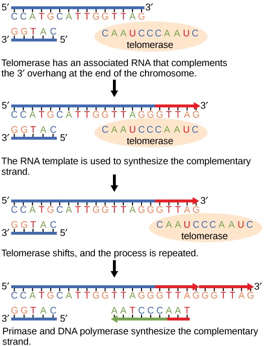 Sketch of the action of telomerase to extend the ends of linear chromosomes.