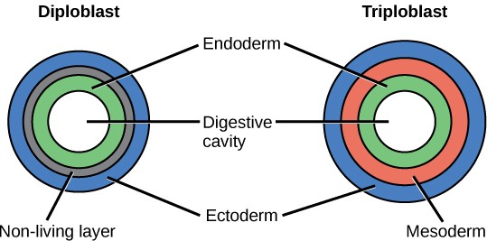 Diagrams of diploblast cell layers vs. triploblast cell layers.