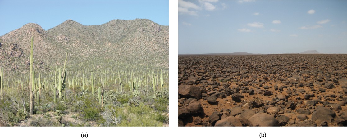 Pictures of saguaro national park and Boa Vista Island