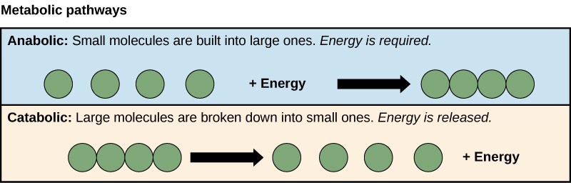 Metabolic pathways diagram. Anabolic pathways build large molecules from small ones while catabolic pathways break down large molecules into small ones.