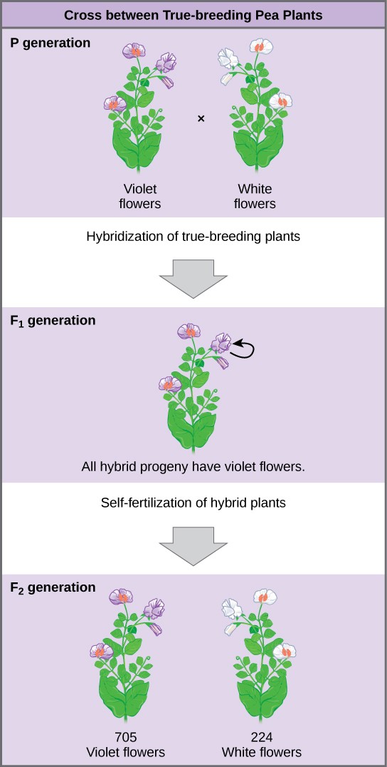 Sketch of pea plant crosses carried out by Mendel to examine flower color.