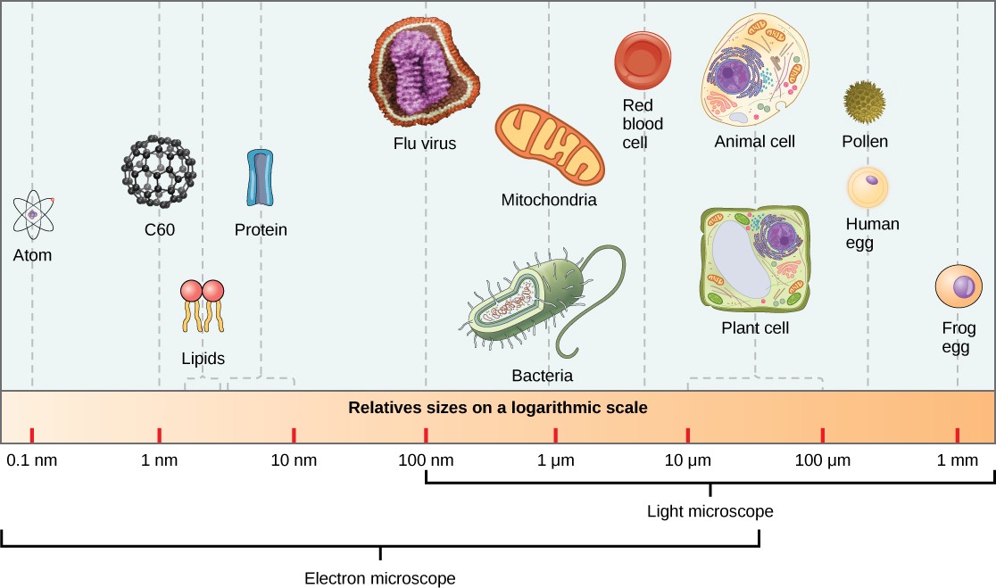 Diagram showing a virus as 100 nanometers vs. mitochondria at 1 micrometer and cells at 10-100 micrometers.