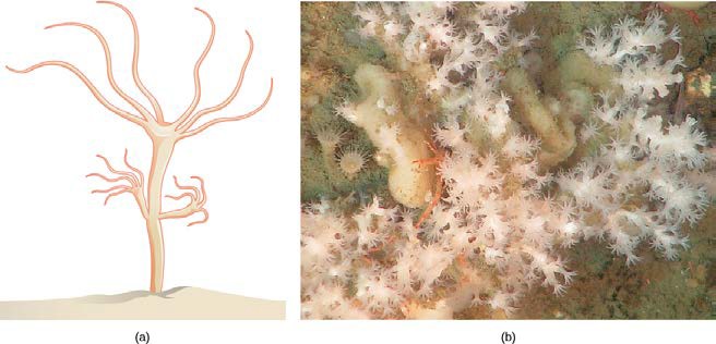 Diagram of hydra budding and image of coral polyps with their budded offspring attached.