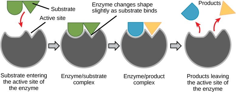 Sketch of the induced-fit model that explains how enzymes and substrates undergo dynamic modifications to increase the affinity of the substrate for the active site.