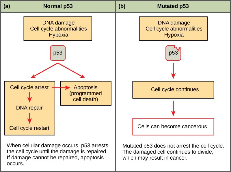 p53 gene diagrams in normal vs. mutated forms.