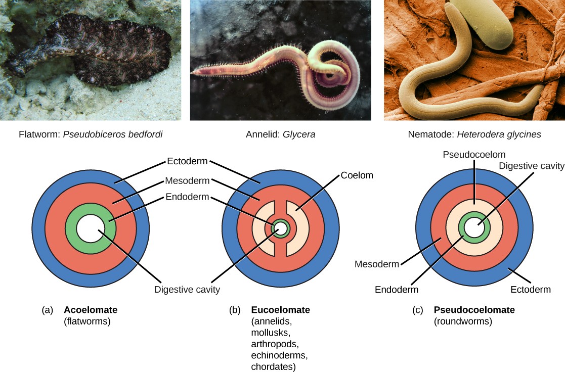 Pictures of acoelomate (flatworm), eucoelomate (Annelid worm), and pseudocoelomate (Nematode) organisms with their accompanying sketches of tissue layers.