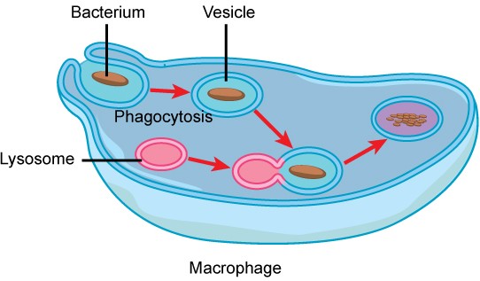 In this illustration, a eukaryotic cell is shown consuming a bacterium. As the bacterium is consumed, it is encapsulated into a vesicle. The vesicle fuses with a lysosome, and proteins inside the lysosome digest the bacterium.