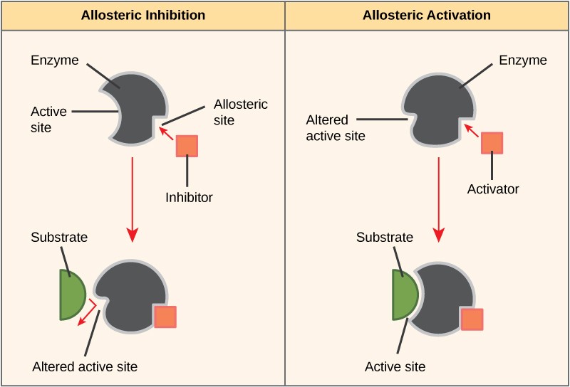 Comparison of allosteric inhibition, which changes the shape of the active site so the substrate can't bind, to allosteric activation, which also changes the active site, but allows the substrate to bind.