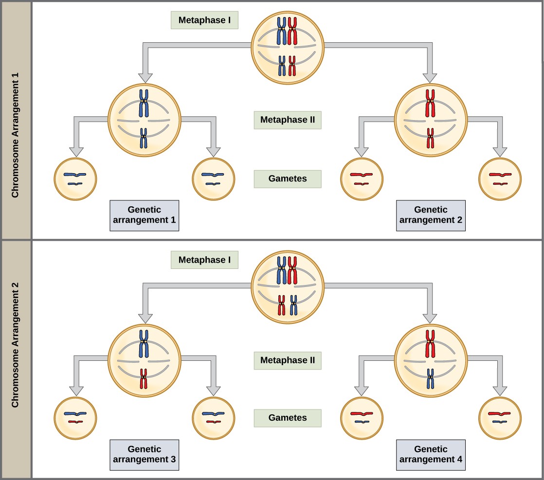 Diagram of the law of independent assortment in meiosis, which leads to a variety of genetic arrangements in the gametes.