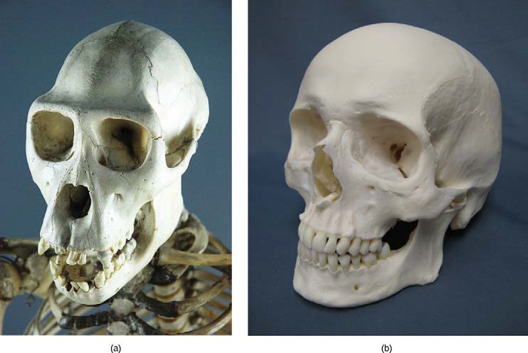 Images of skulls from a chimpanzee and a human.